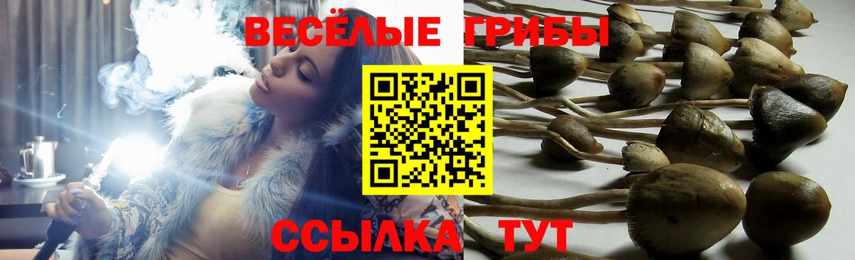 Калач-на-Дону  Псилоцибиновые грибы GOLDEN TEACHER  Вход с VPN  Псилоцибиновые грибы Psilocybe 